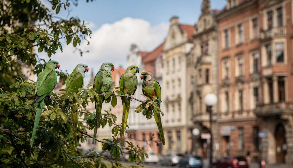Papugi aleksandretty w polskich miastach: skąd się wzięły i czy zostaną na stałe?