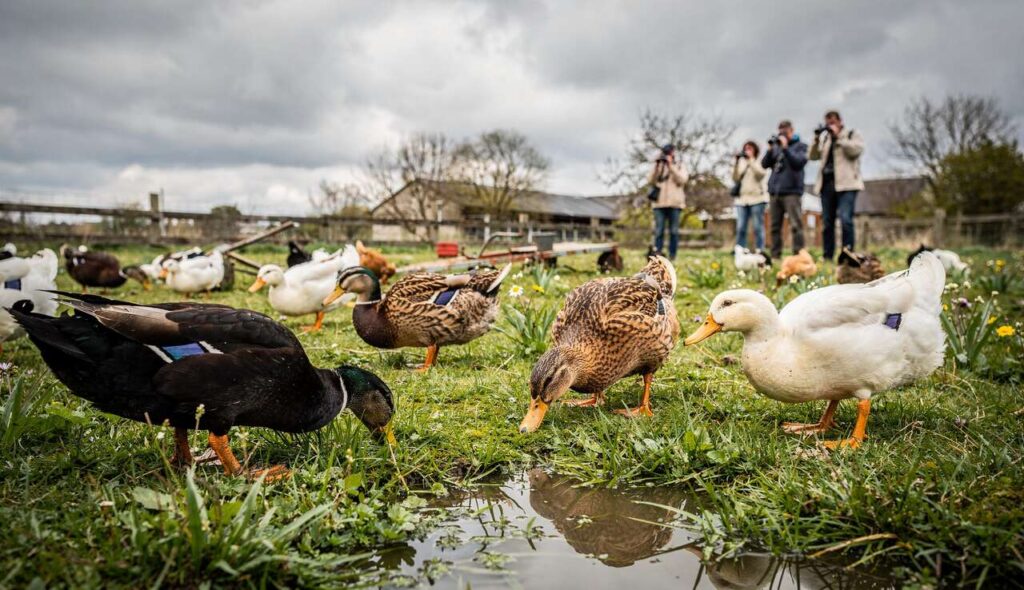 Ptasia grypa wiosna 2026: co muszą wiedzieć właściciele drobiu i obserwatorzy ptaków