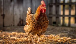 Kura Houdan — zapomniana rasa powraca: poradnik hodowli dla początkujących